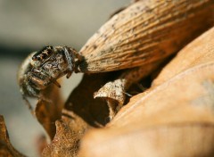 Fonds d'cran Animaux Lucette