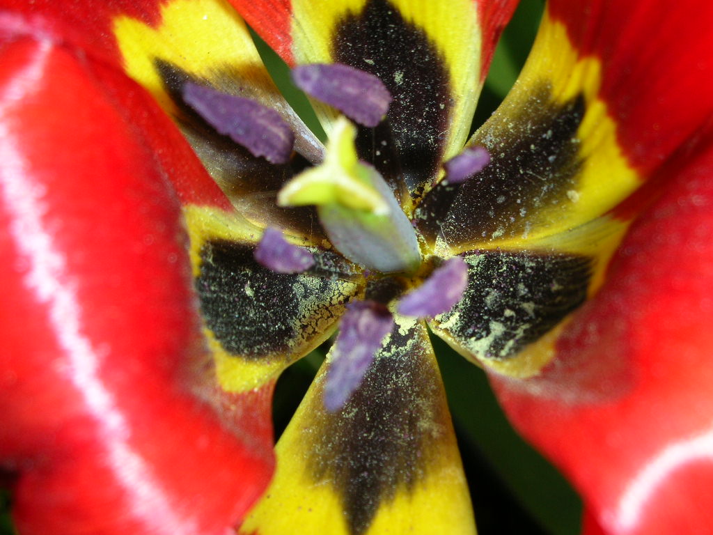 Fonds d'cran Nature Fleurs MACRO