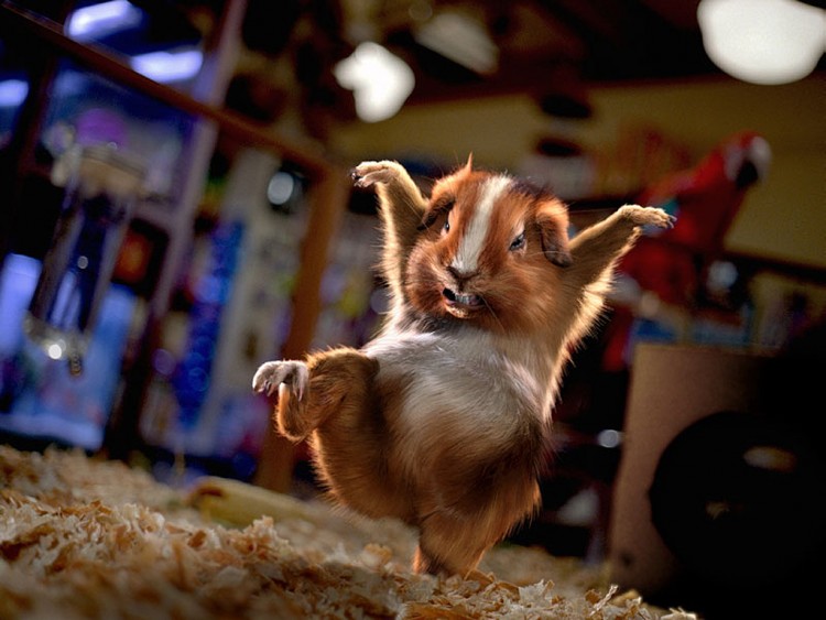 kung fu hamster