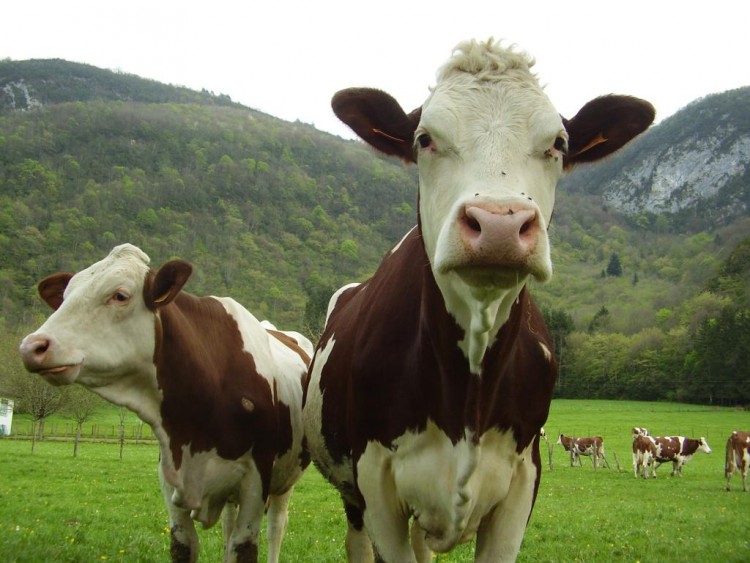 Fonds d'cran Animaux Vaches - Taureaux - Boeufs meumeucourtouphle