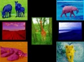 Wallpapers Animals patch work animal