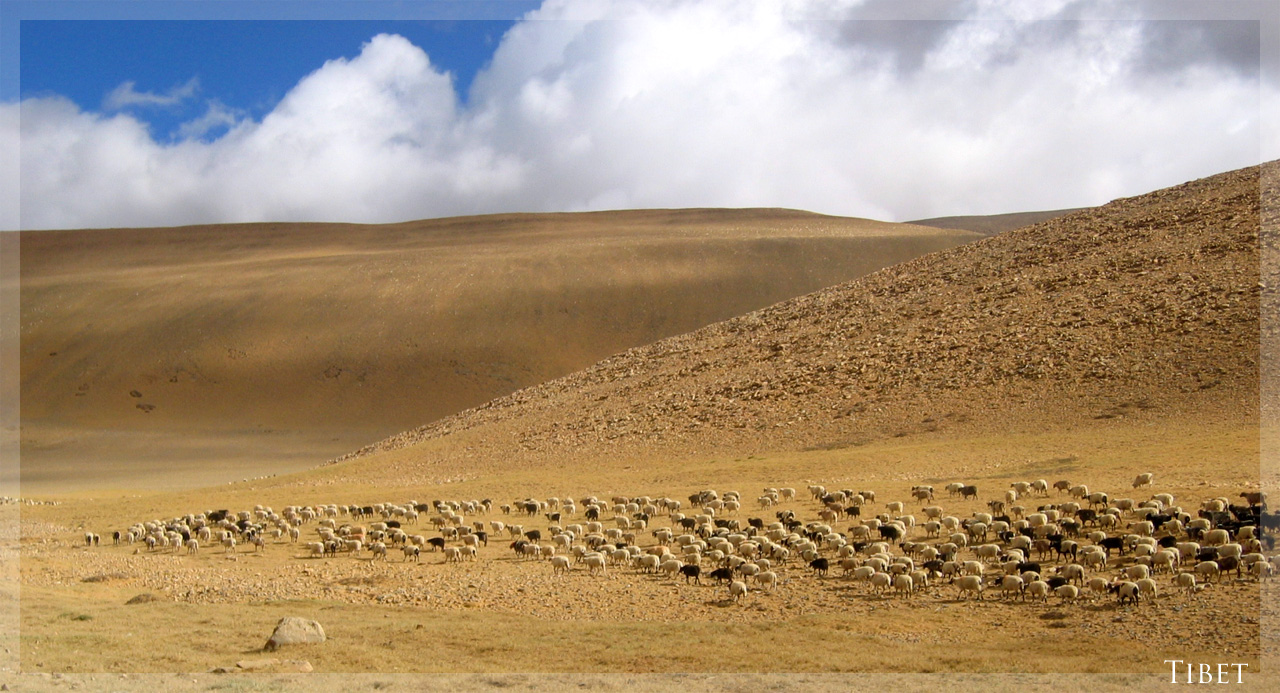 Fonds d'cran Voyages : Asie Tibet Petit troupeau dans les hauteurs