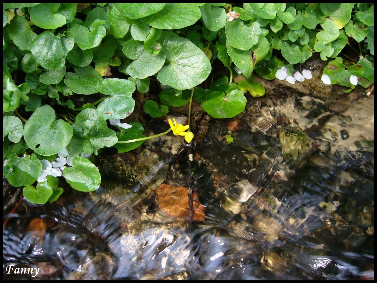 Fonds d'cran Nature Eau Au bord de l'eau