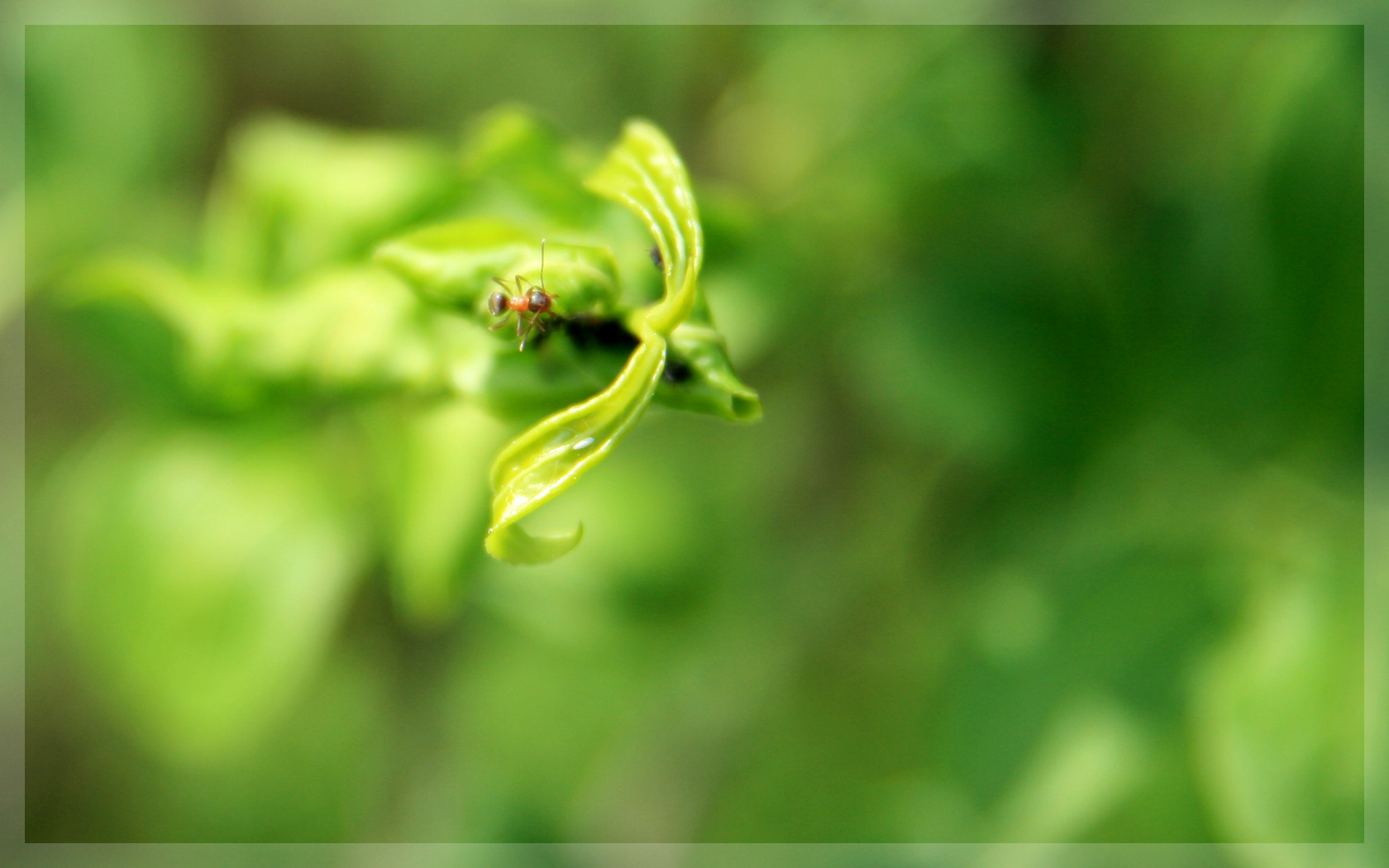 Fonds d'cran Animaux Insectes - Fourmis Grimpette