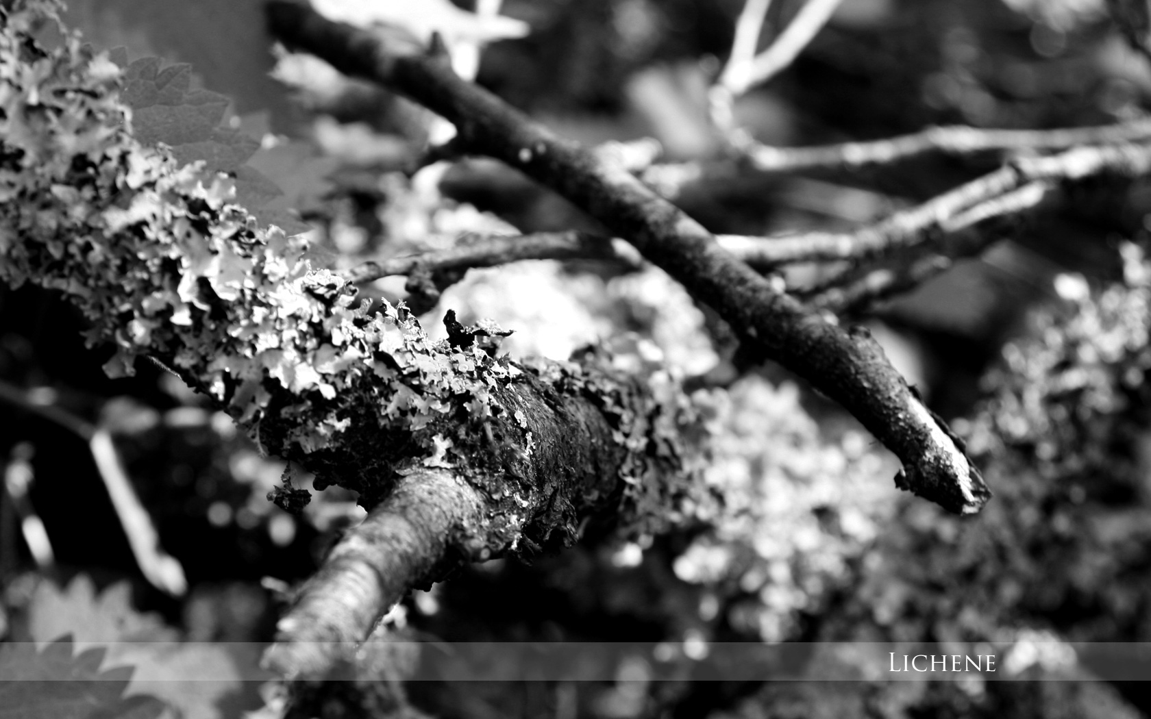 Fonds d'cran Nature Mousses - Lichens Lichen