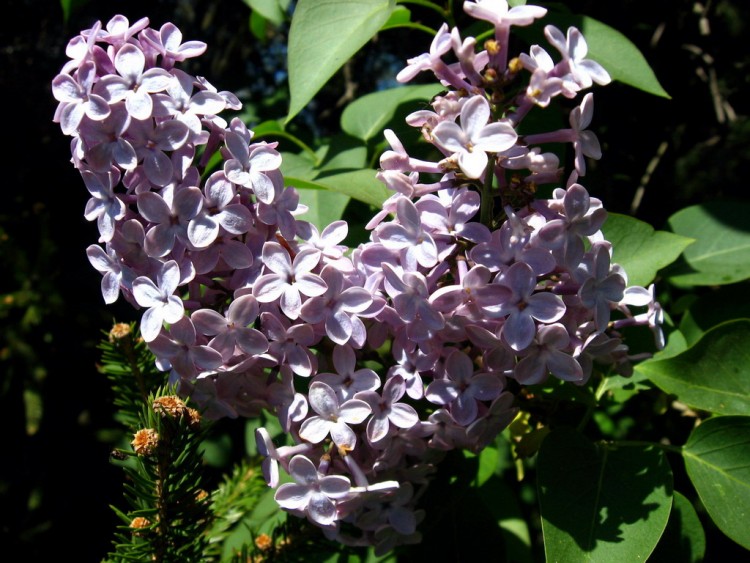 Fonds d'cran Nature Fleurs Lilas 2