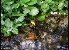 Fonds d'cran Nature Au bord de l'eau