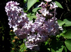 Fonds d'cran Nature Lilas 2