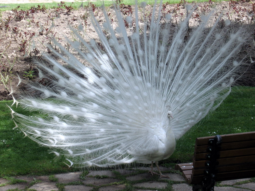 Fonds d'cran Animaux Oiseaux - Paons Paon blanc