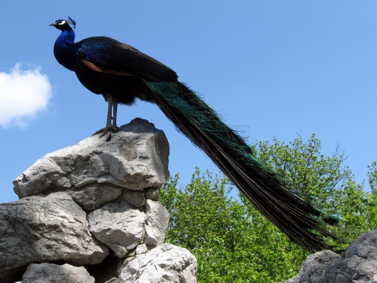 Fonds d'cran Animaux Oiseaux - Paons Paon 2