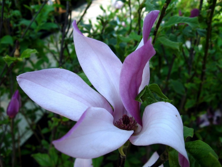 Fonds d'cran Nature Fleurs Magnolia 7