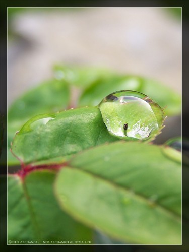 Fonds d'cran Nature Eau Larme bis