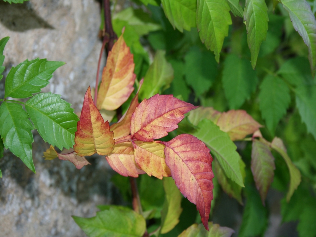 Fonds d'cran Nature Feuilles - Feuillages 