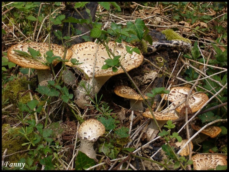 Fonds d'cran Nature Champignons Champignons