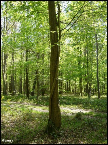 Fonds d'cran Nature Arbres - Forts Enlacs...