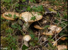 Fonds d'cran Nature Champignons