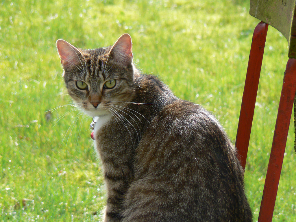 Fonds d'cran Animaux Chats - Chatons Limaye