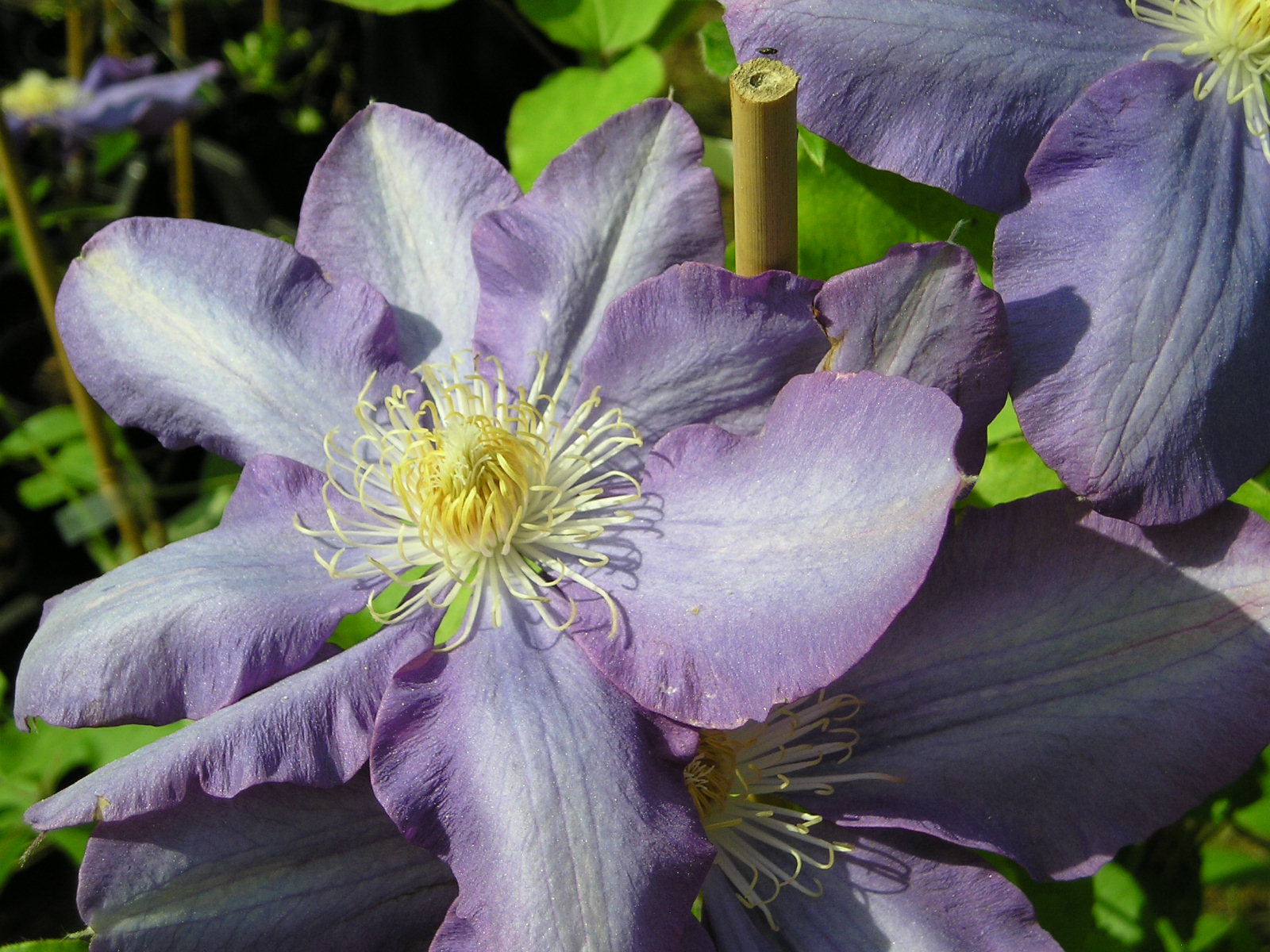 Fonds d'cran Nature Fleurs 