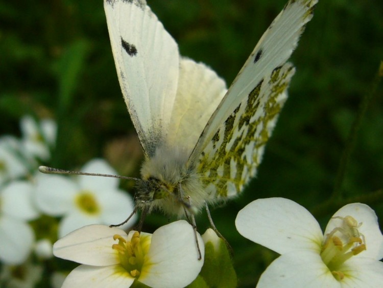 Fonds d'cran Animaux Insectes - Papillons papillon