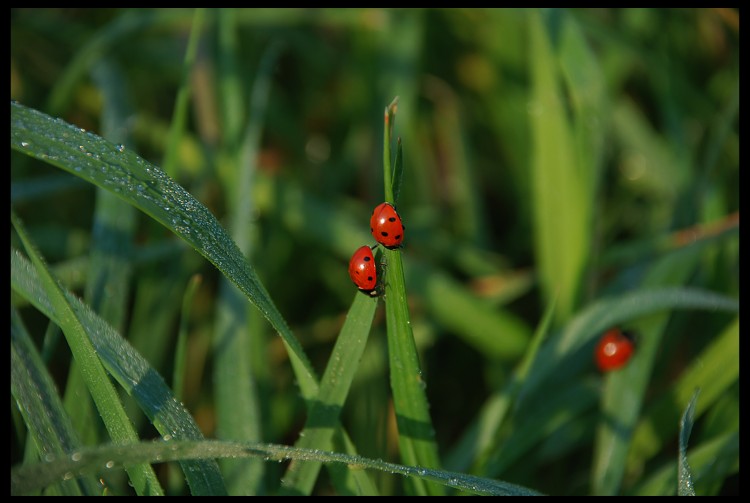 Fonds d'cran Animaux Insectes - Coccinelles cocci