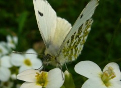 Fonds d'cran Animaux papillon