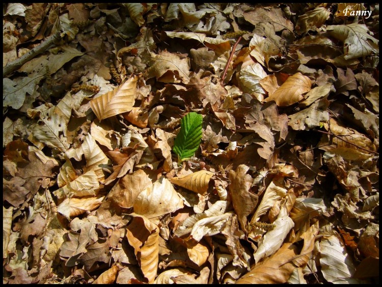 Fonds d'cran Nature Feuilles - Feuillages Cherchez l'intrus...