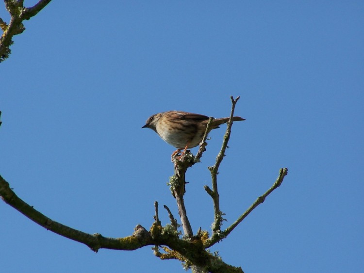 Fonds d'cran Animaux Oiseaux - Divers Sur un arbre perch