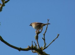 Fonds d'cran Animaux Sur un arbre perch