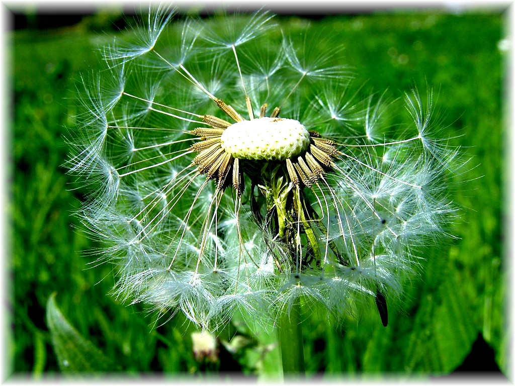 Fonds d'cran Nature Fleurs 