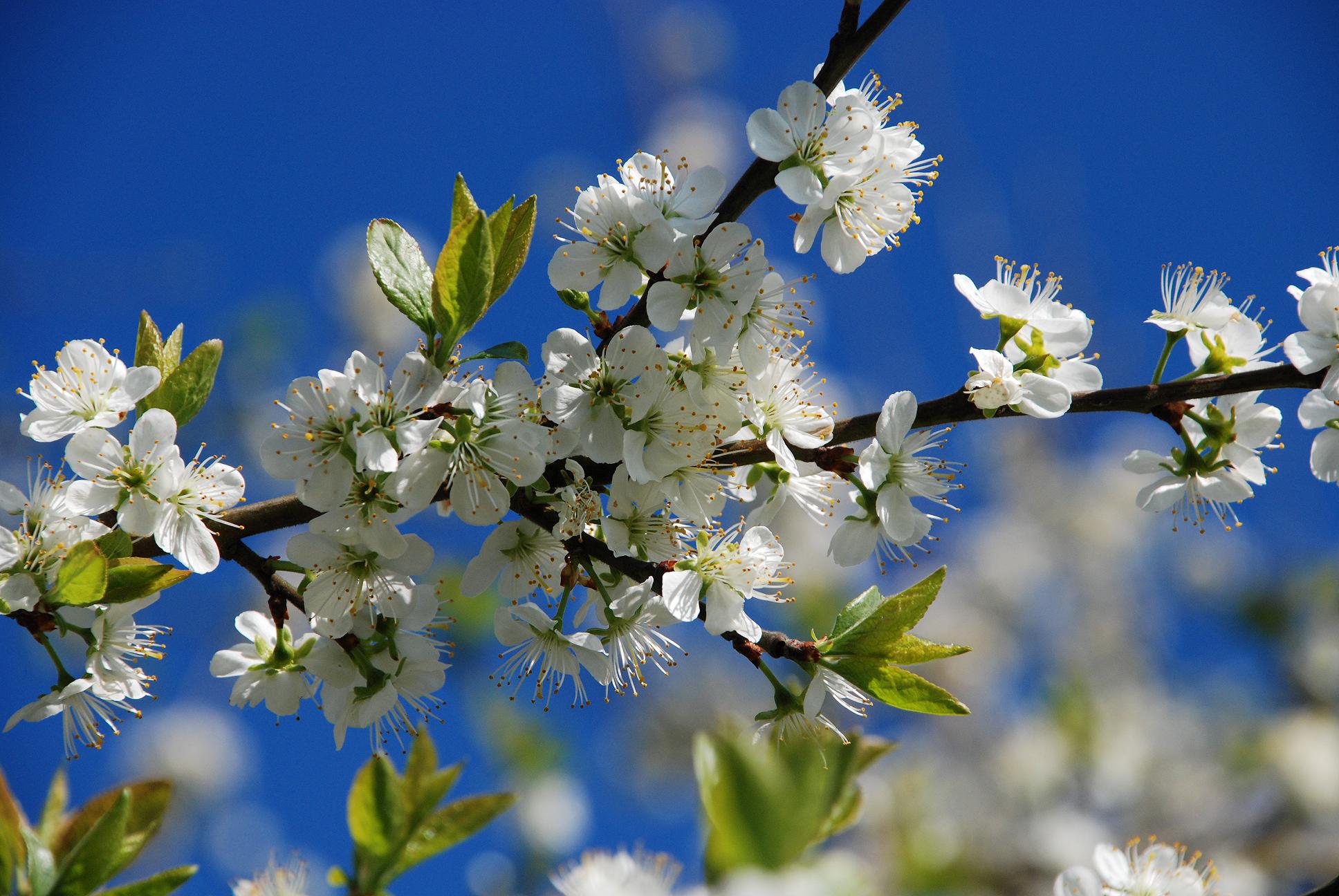 Wallpapers Nature Flowers fleurs d'arbre fruitier