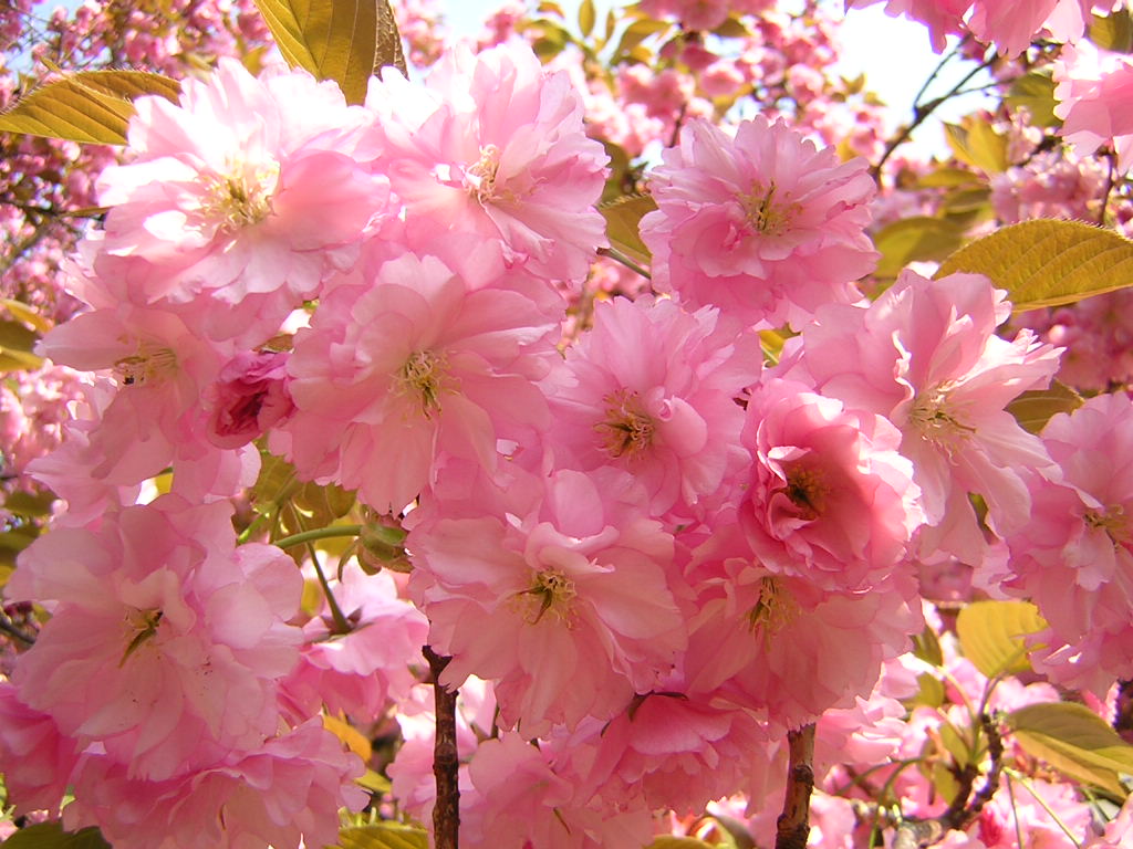 Fonds d'cran Nature Fleurs Fleurs