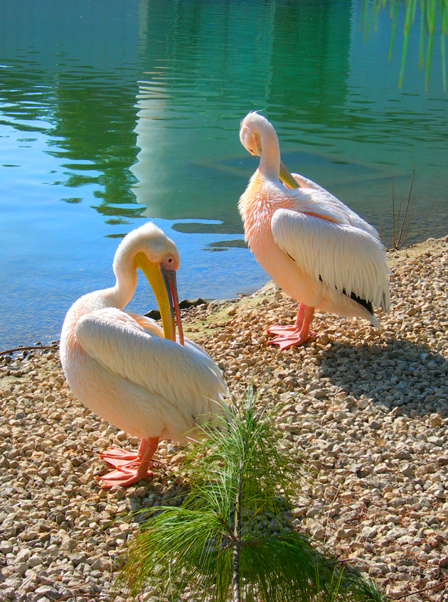 Wallpapers Animals Birds - Ducks Jardin zoologique de Nice