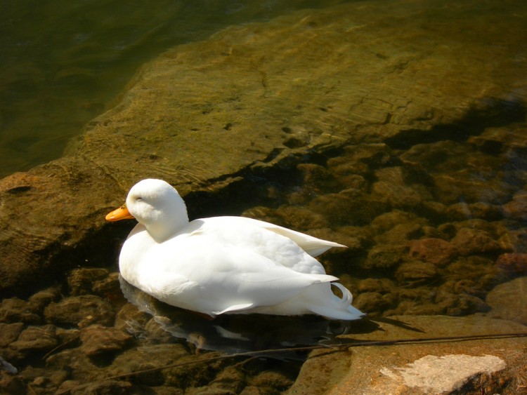 Wallpapers Animals Birds - Ducks canard au jardin zoologique de nice