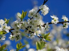 Fonds d'cran Nature fleurs d'arbre fruitier