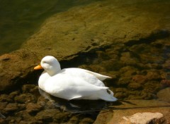 Wallpapers Animals canard au jardin zoologique de nice