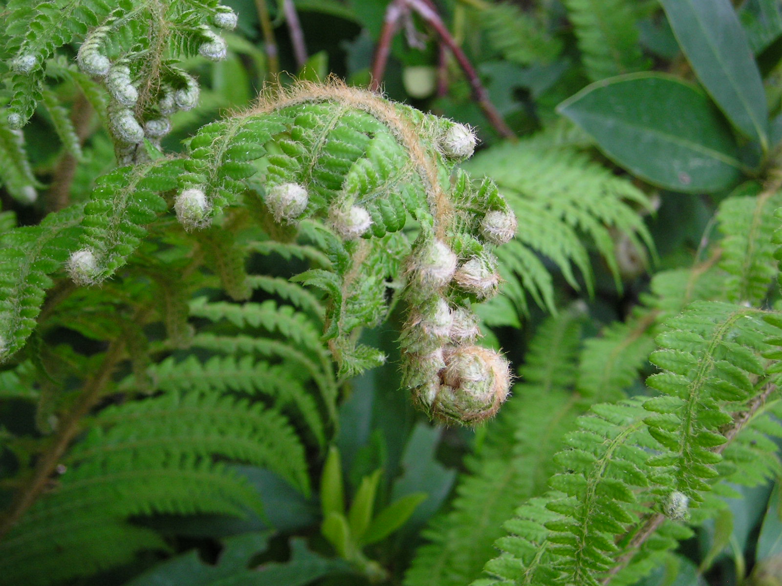 Fonds d'cran Nature Plantes - Arbustes 