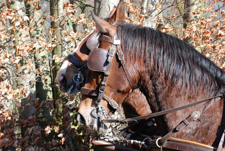 Wallpapers Animals Horses cheveaux de caleche