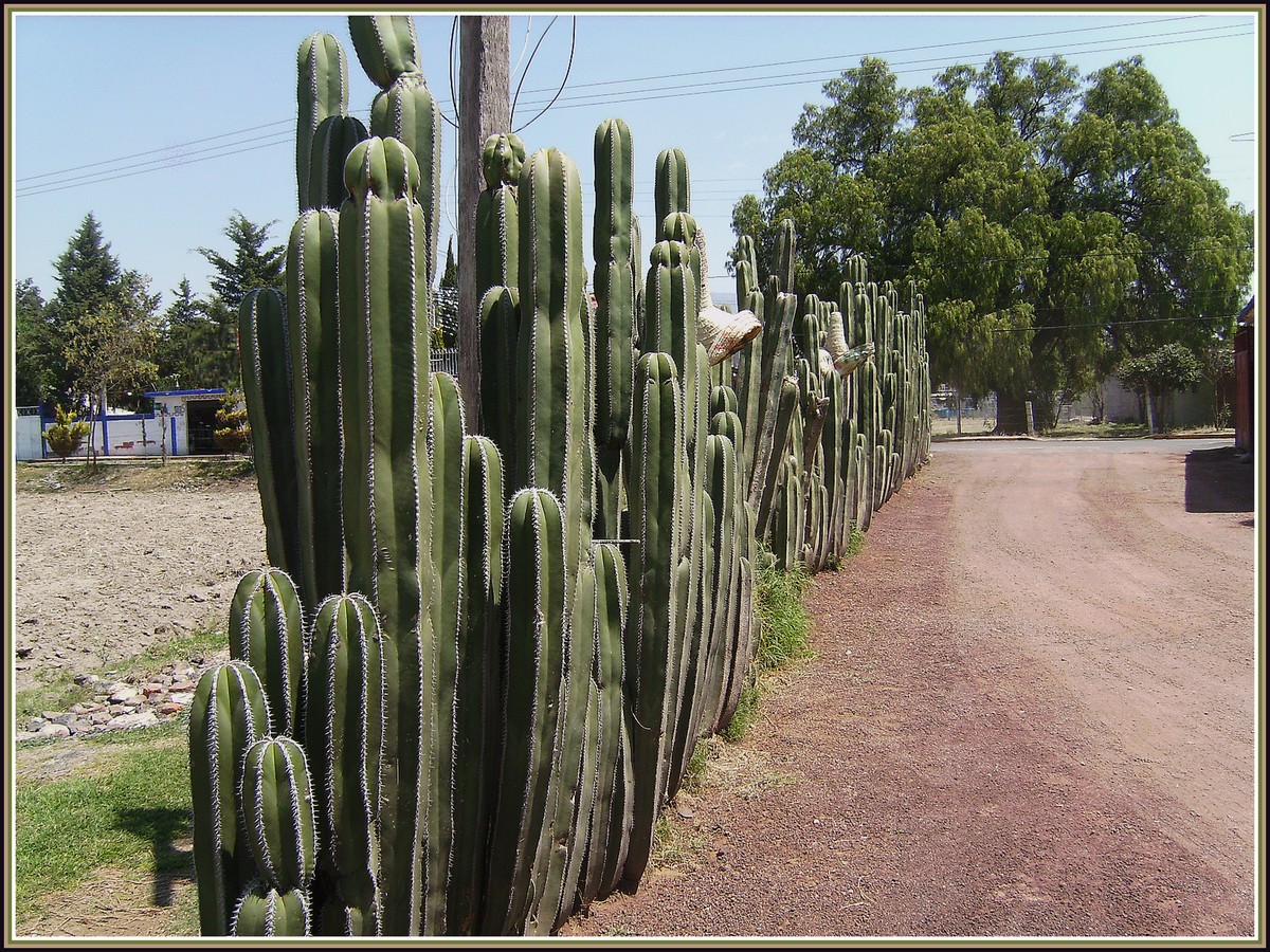 Fonds d'cran Voyages : Amrique du nord Mexique Haie de cactus au Mexique