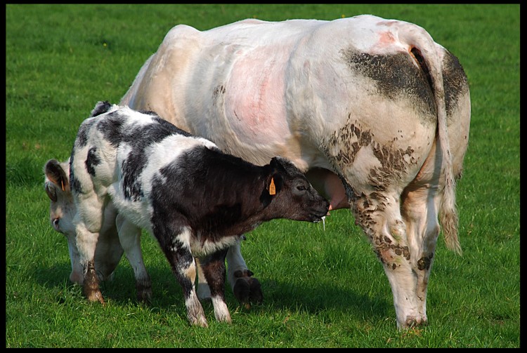 Fonds d'cran Animaux Vaches - Taureaux - Boeufs c'est quoi cette bouteille de lait