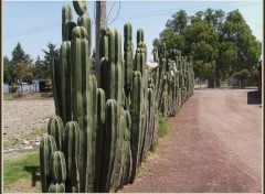 Fonds d'cran Voyages : Amrique du nord Haie de cactus au Mexique