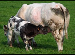 Fonds d'cran Animaux c'est quoi cette bouteille de lait