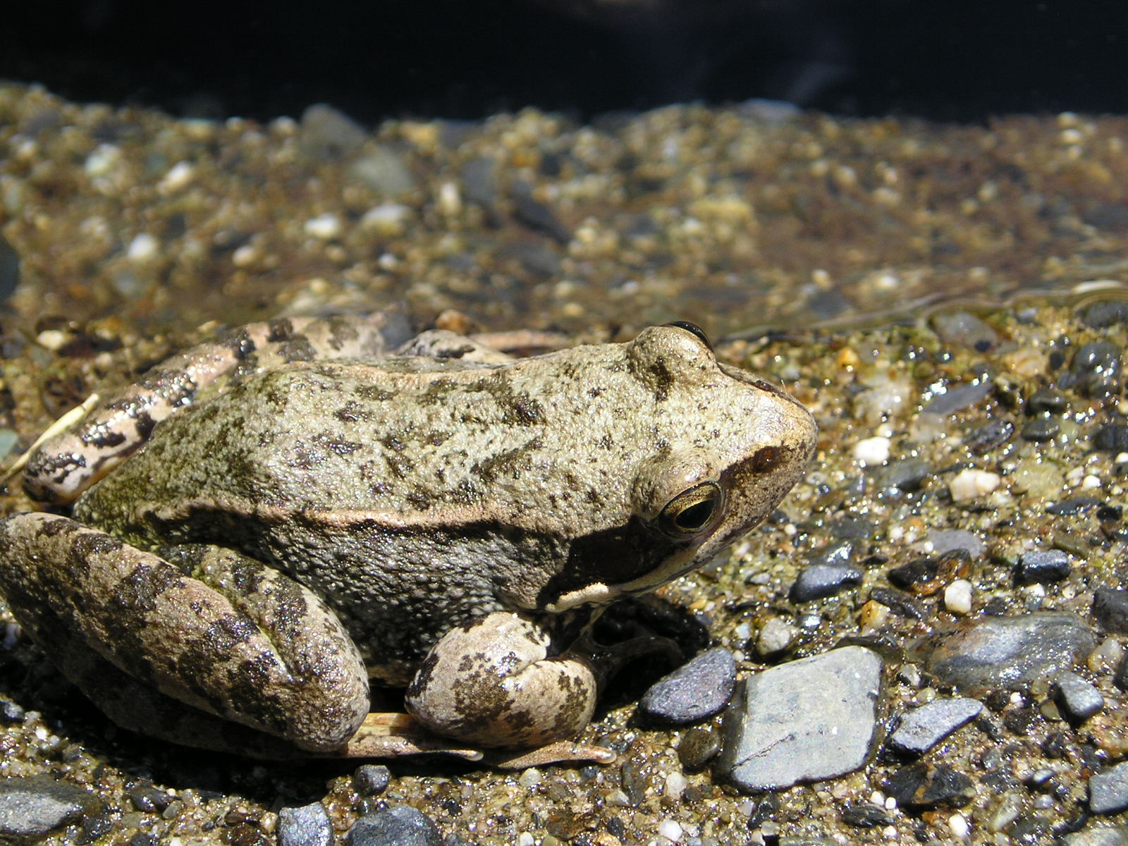 Wallpapers Animals Frogs - Toads 