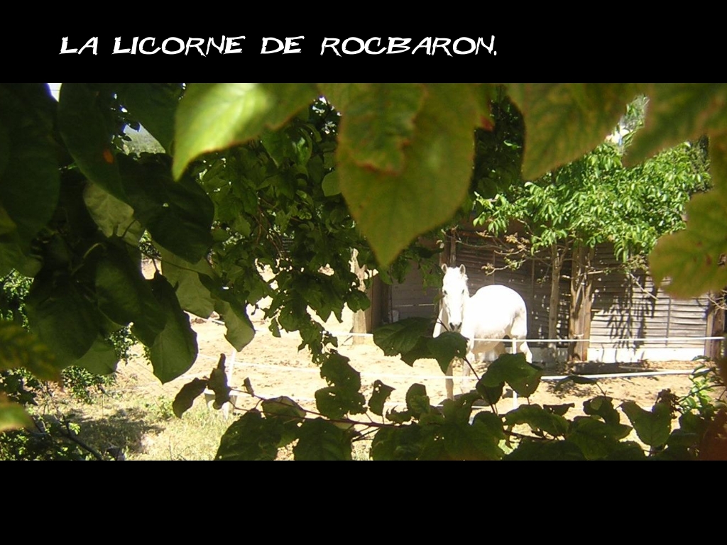 Wallpapers Animals Horses la licorne de roca