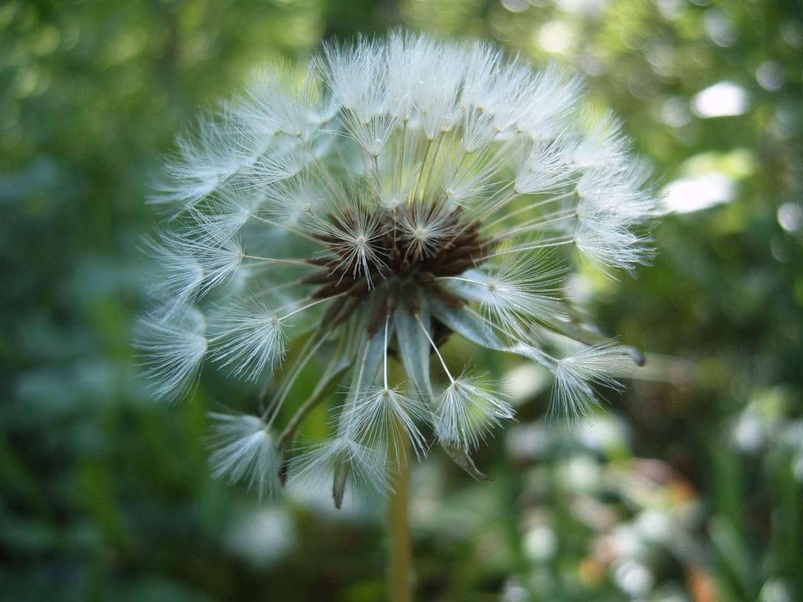 Fonds d'cran Nature Fleurs Envie de souffler ?