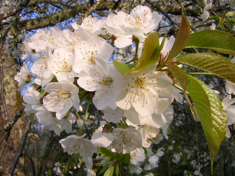 Fonds d'cran Nature Fleurs Fleurs de merisier