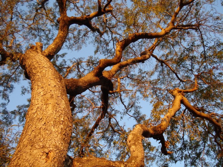 Fonds d'cran Nature Arbres - Forts Sur couch de soleil