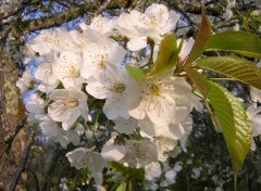 Fonds d'cran Nature Fleurs de merisier