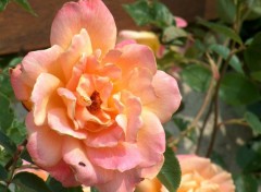 Fonds d'cran Nature rose