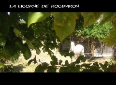 Wallpapers Animals la licorne de roca