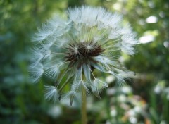 Fonds d'cran Nature Envie de souffler ?